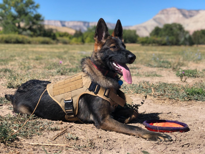 K-9 Tactical Dog Harness and Leash for Dogs